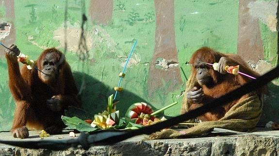 El zoo de Santillana celebra el Día del Orangután