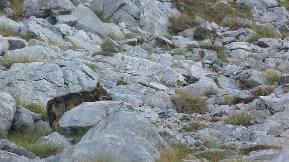 La Mesa del Lobo se reunirá en septiembre y tratará medidas preventivas y compensatorias