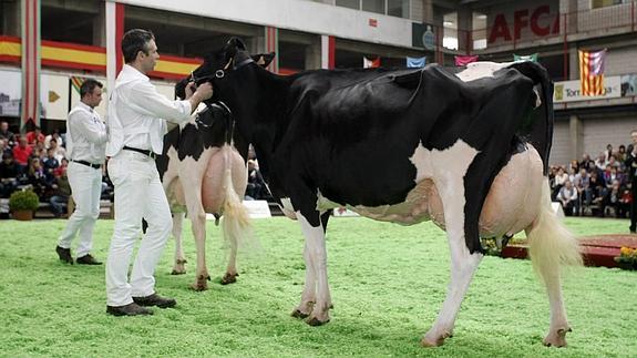 El Concurso Regional de Ganado Frisón se celebra este domingo con la participación de 26 ganaderías