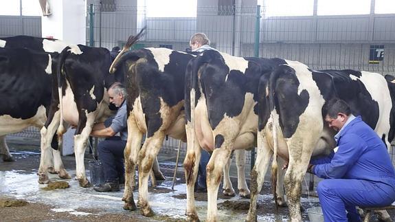 Bruselas descarta intervenir para fijar un precio mínimo de la leche