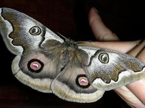 Noche de polillas en Santander