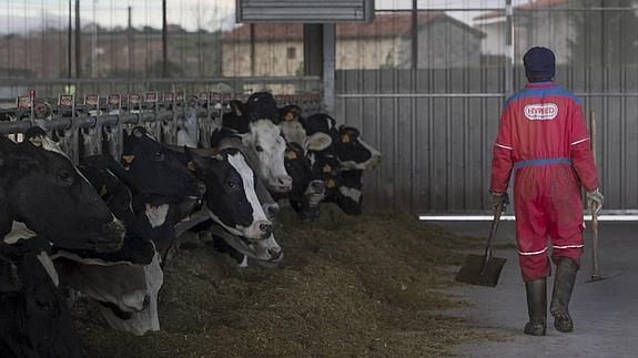 436 ganaderos de Cantabria se beneficiarán de la subida de precios acordada por Mercadona