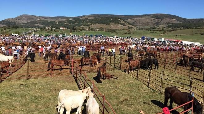 El mejor ganado de Campoo