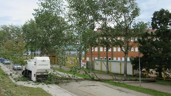 Astillero repone el arbolado afectado por el vendaval