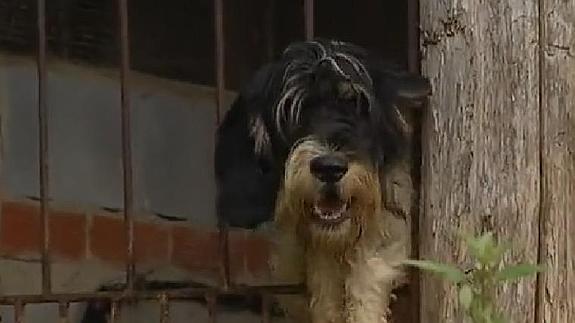 Detienen a un hombre en Asturias por arrastrar a su perro amarrado al parachoques