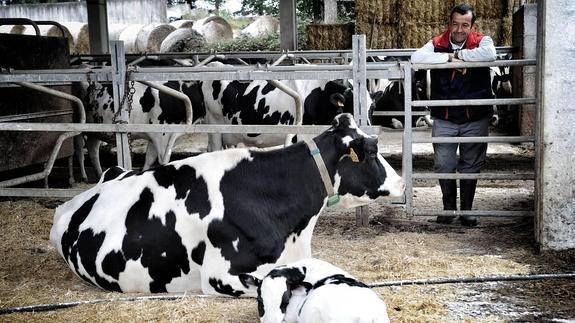 El ministerio aprueba las ayudas para las explotaciones de leche con pérdidas