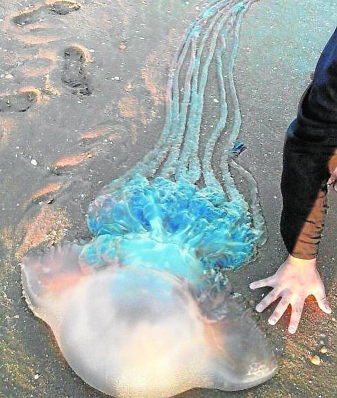 Una medusa gigante en Huelva