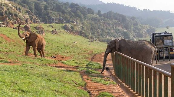 Cabárceno, el primer parque que intercambia elefantes macho para evitar la consaguinidad