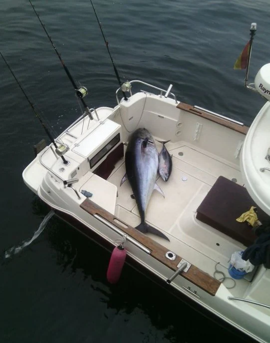 Capturado un atún rojo gigante del Mediterráneo en Asturias