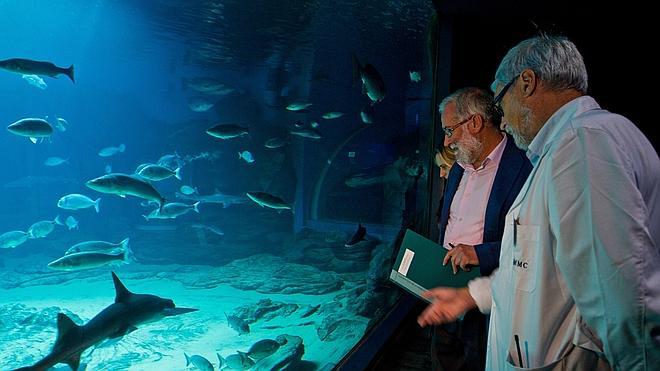 El pequeño tiburón del Marítimo se estresa