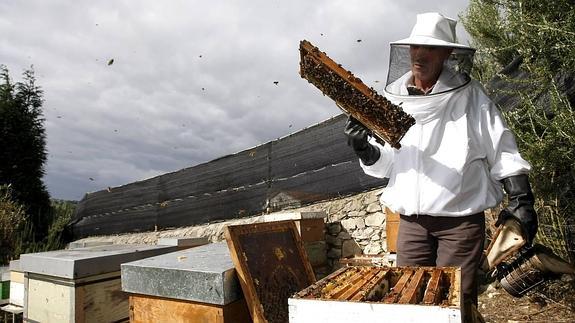 El calor, la varroa y la avispa asesina desploman la producción de miel