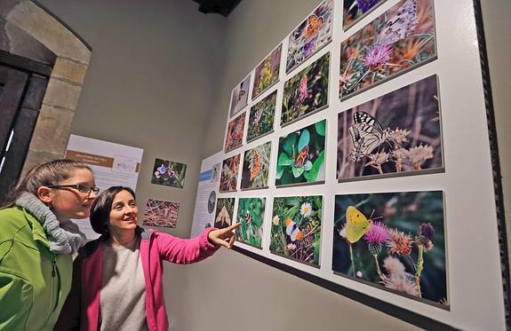 Mariposas en el objetivo