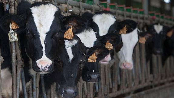 Un tercio de los ganaderos cántabros cobrará la primera ayuda por el bajo precio de la leche
