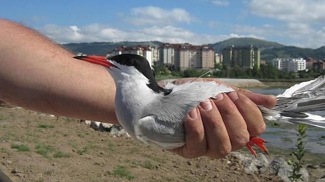 Larga vida al charrán común en la bahía de Santander