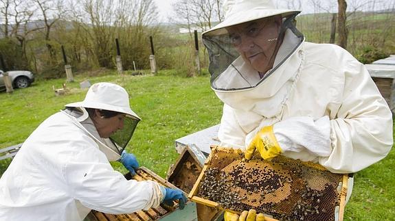 La avispa asiática amenaza al sector mielero de Campoo