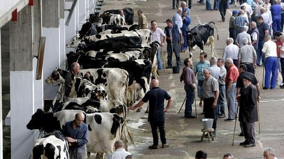 Problemas informáticos impiden pagar el adelanto de la PAC a los ganaderos cántabros