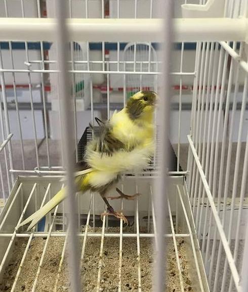 Pájaros mutantes en Torrelavega