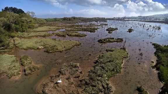 En los estuarios cántabros no tienen cabida las especies invasoras