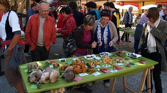 Jornadas Micológicas en Ampuero