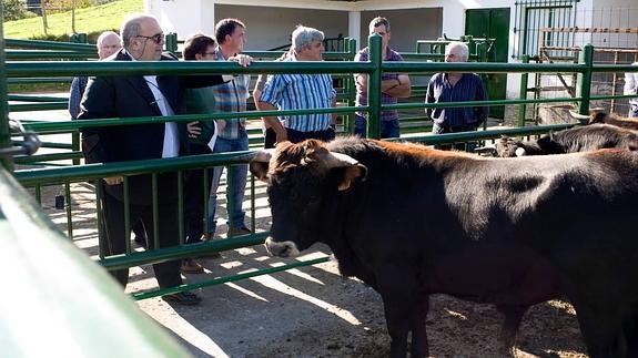 Oria promete apoyo para la cría de monchina y tudanca porque están "en peligro de extinción"