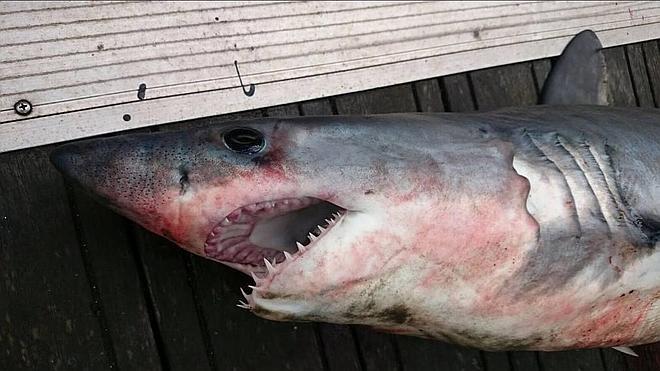 Capturan un tiburón de metro y medio en aguas vizcaínas