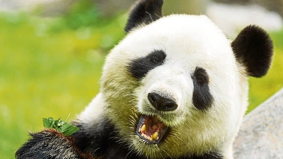 ¿Qué nos dicen los osos panda?