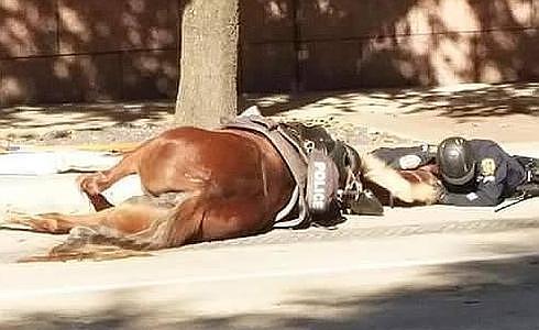 La impactante imagen del policía consolando a su caballo