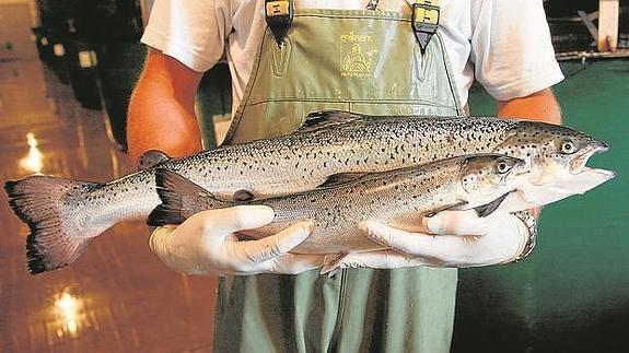 Los animales transgénicos se cuelan en el menú