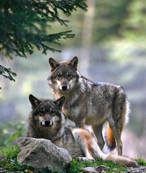 El borrador del plan del lobo contempla que se prohíba su caza en Cantabria