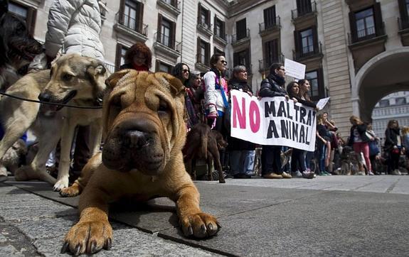 El Ayuntamiento pide "sacrificio cero" al próximo adjudicatario de la perrera