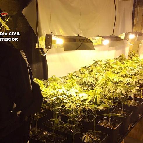 Cultiva marihuana en una casa vacía de Valderredible y la vende desde su piso de Los Corrales