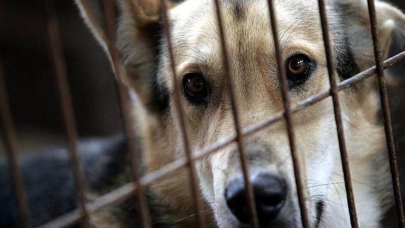 Un 15% más de animales abandonados en lo últimos ocho años