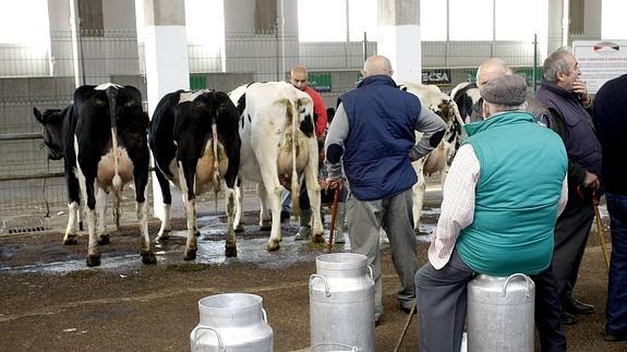 El Gobierno de Cantabria intentará un acuerdo del sector lácteo para que la leche no se venda por menos de 0,60 el litro