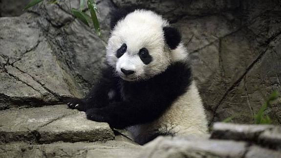 Bei Bei, el bebé panda gigante, se presenta en sociedad