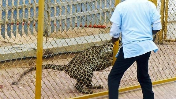 Un leopardo hiere a cinco personas tras entrar a una escuela en India