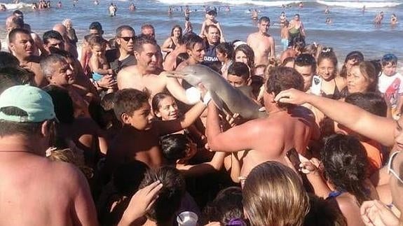 Los selfies que acabaron con el pequeño delfín