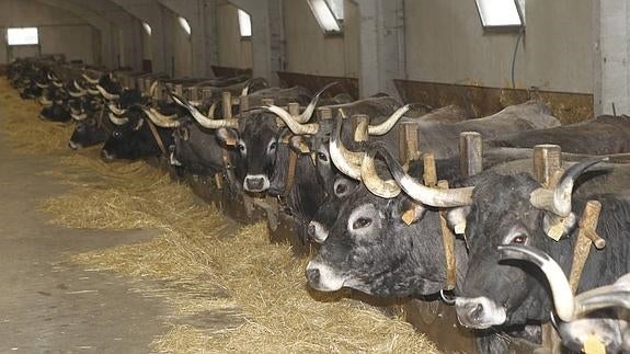 Las explotaciones de 'Carne de Cantabria' se han duplicado en los últimos diez años