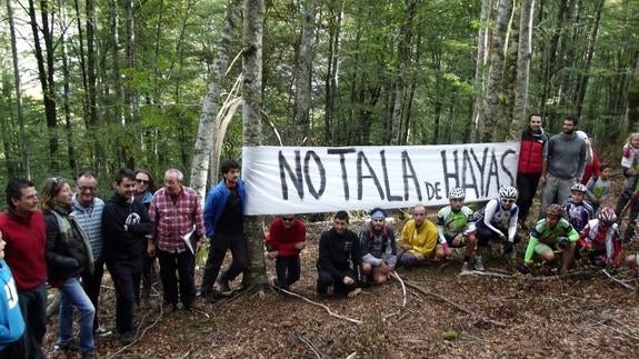 Los ecologistas siguen su lucha contra la tala de hayas en el parque Saja-Besaya