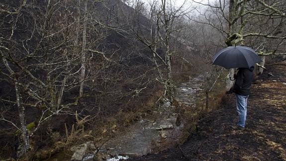 El Ministerio de Agricultura declarará como 'zona de actuación especial' las superficies afectadas por los incendios de Cantabria