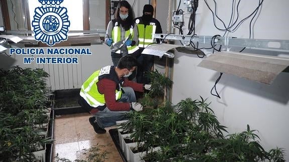 La Policía desmantela tres plantaciones de marihuana dentro de viviendas de Cicero y Treto