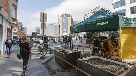 Europa permitirá que los ganaderos reduzcan la producción de leche para subir los precios