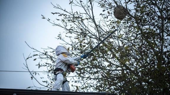 El protocolo contra la avispa asiática se iniciará esta primavera