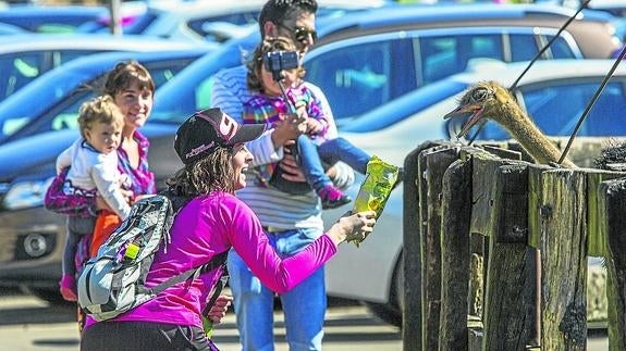 Cabárceno se desborda en una Semana Santa «buenísima» para el turismo