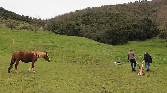 Los lobos llegan a pueblos de Liébana y atacan a potros en Porcieda