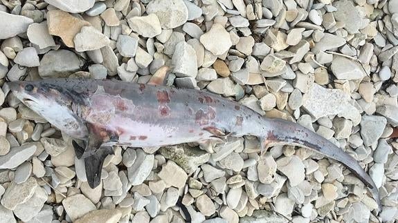 Un tiburón zorro aparece muerto en la playa de La Maruca
