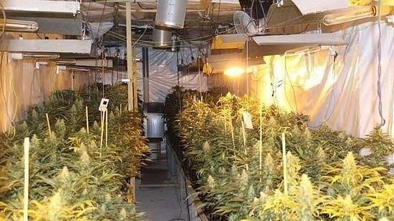 Si alquilas un piso y cultivan marihuana, tú pagas la luz