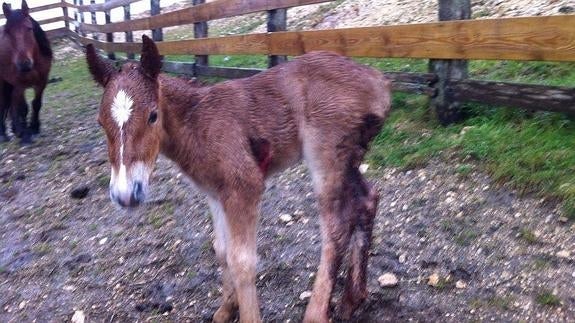 Un lobo mata a un potro en Peñarrubia