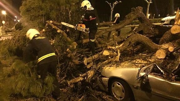 Un pino gigante se desploma sobre dos coches en la Avenida de los Infantes