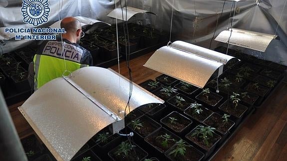 La Policía asesta otro golpe al cultivo 'indoor' de marihuana en la comarca oriental