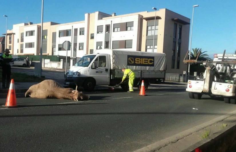 Un camión atropella y mata a una vaca en Ojaiz